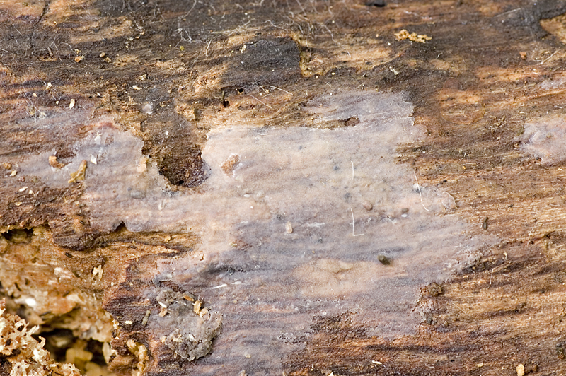 Stypella grilletii (door Nico Dam)