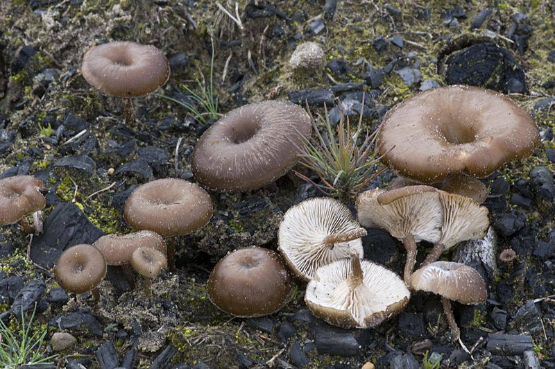 Myxomphalia maura (door Nico Dam)