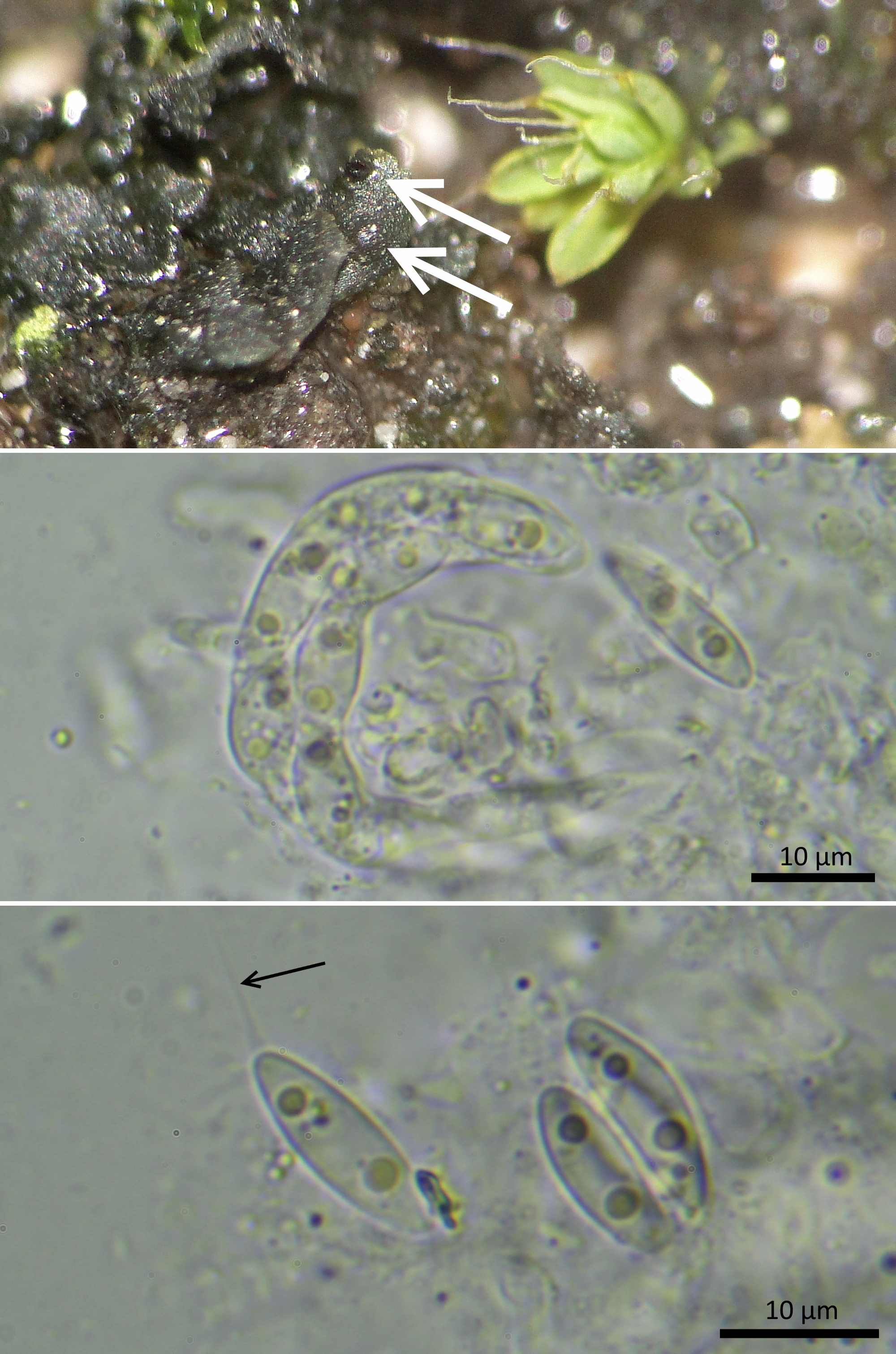 Myxophora leptogiophila (door Henk-Jan van der Kolk)