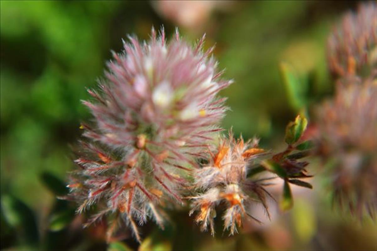 Trifolium arvense (door Christien Labruijère)