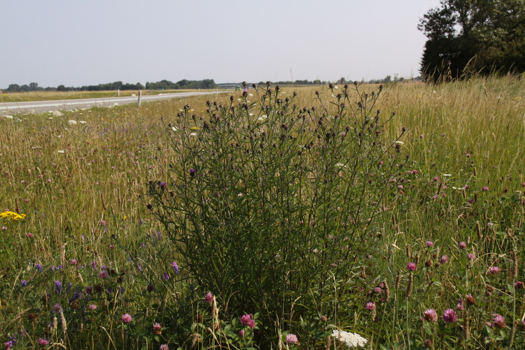 Centaurea jacea (door Peter Meininger)