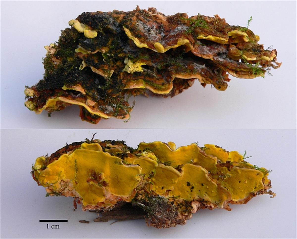 Flaviporus brownii (door Jaap Wisman)