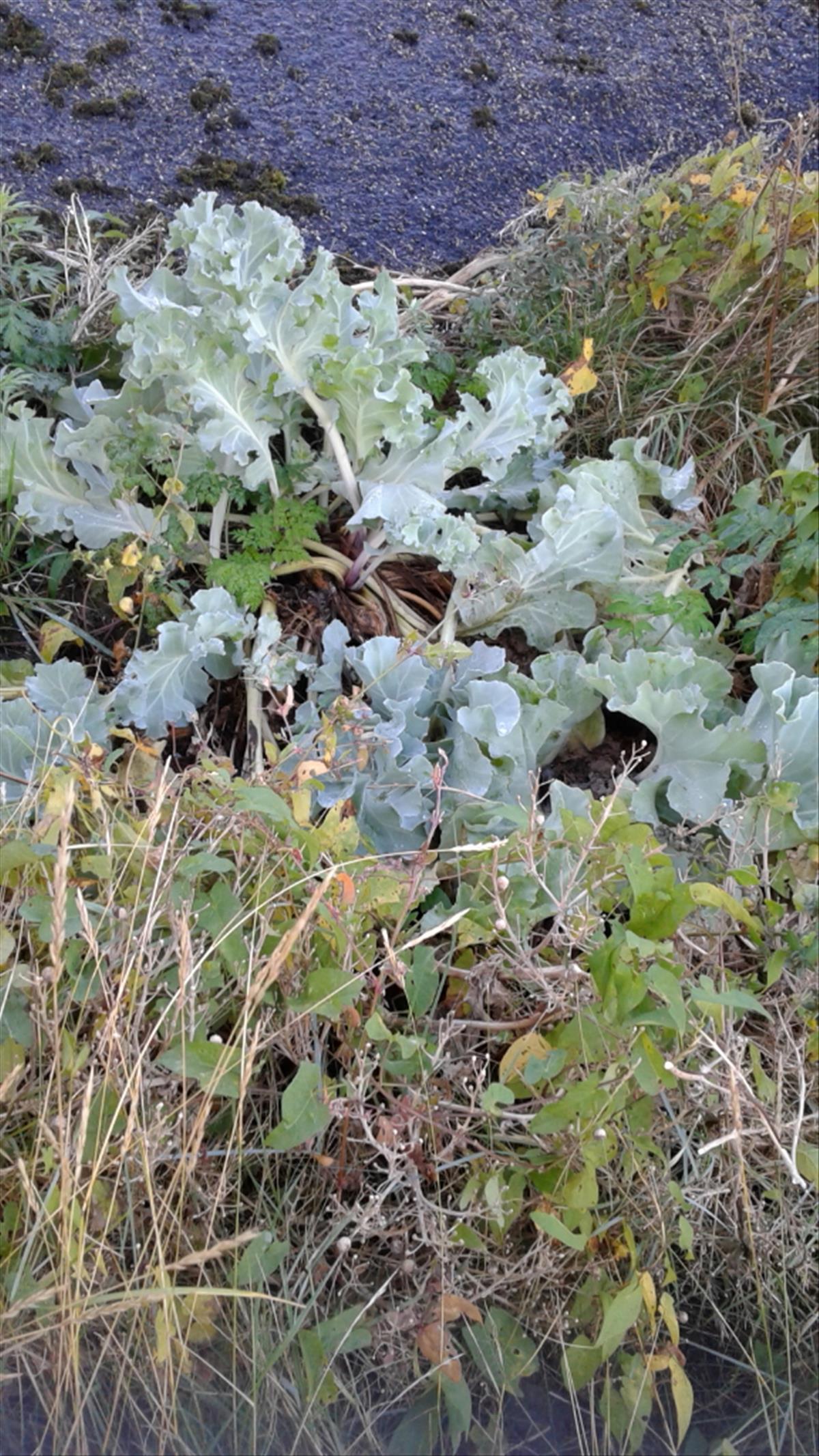 Crambe maritima (door Gerrit Welgraven)