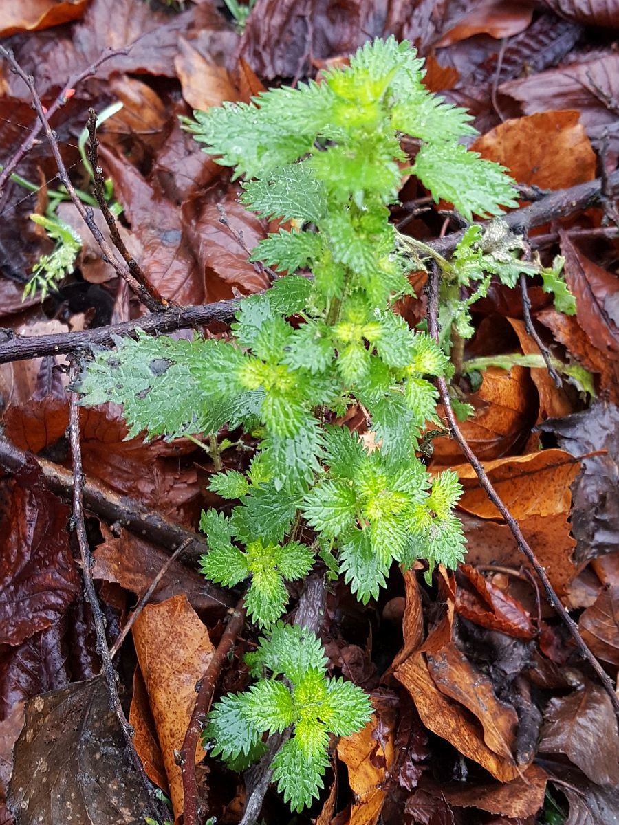 Urtica urens (door Hanneke Waller)