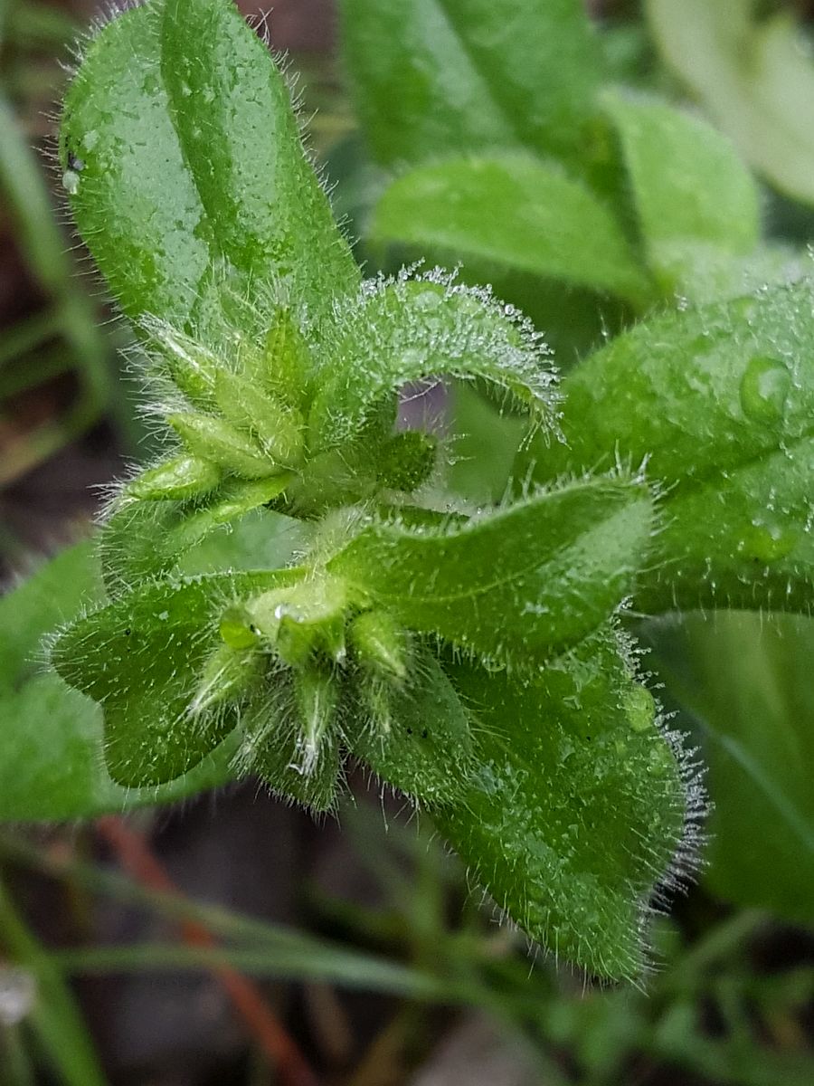 Cerastium glomeratum (door Hanneke Waller)