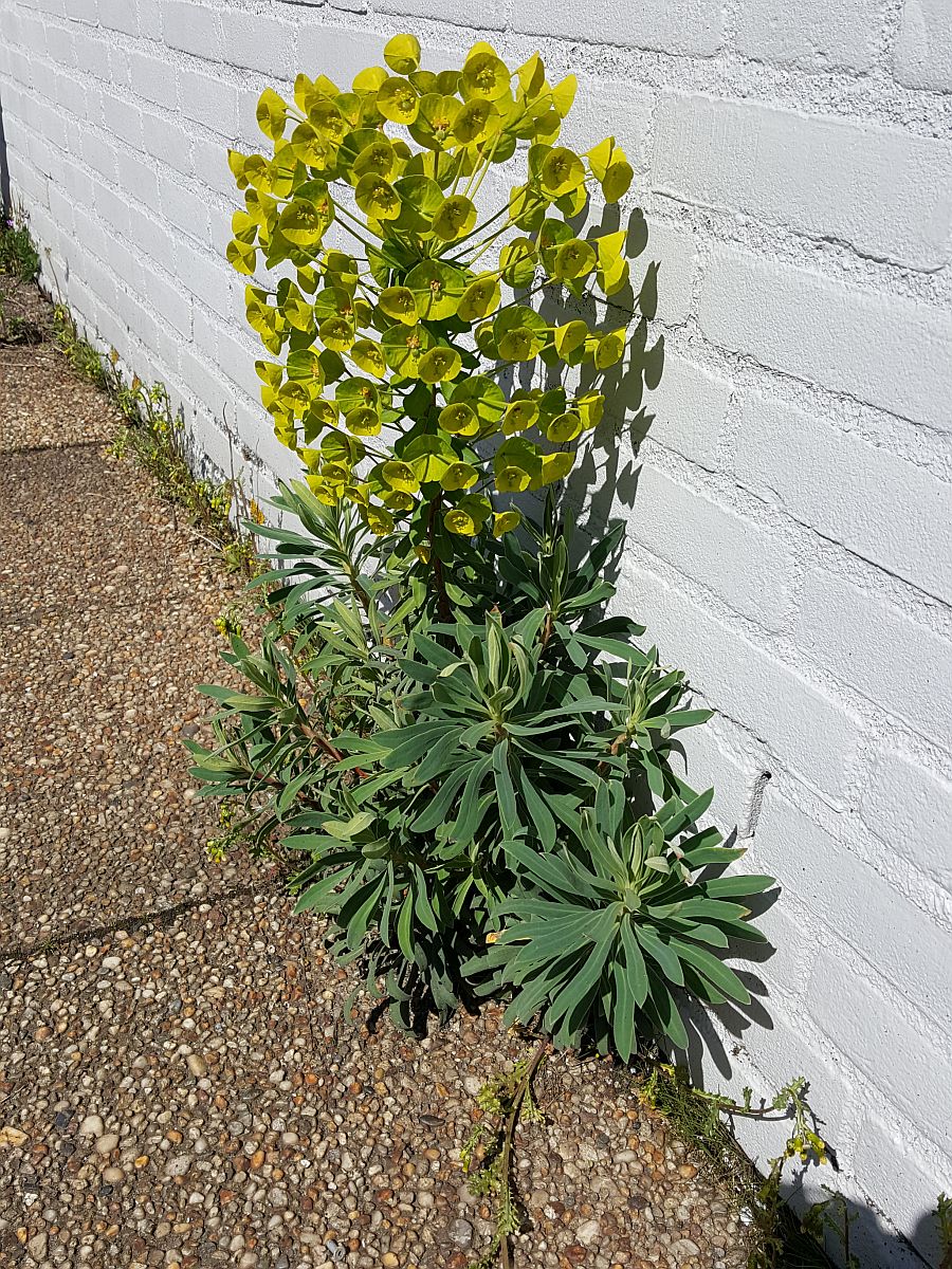 Euphorbia characias (door Hanneke Waller)