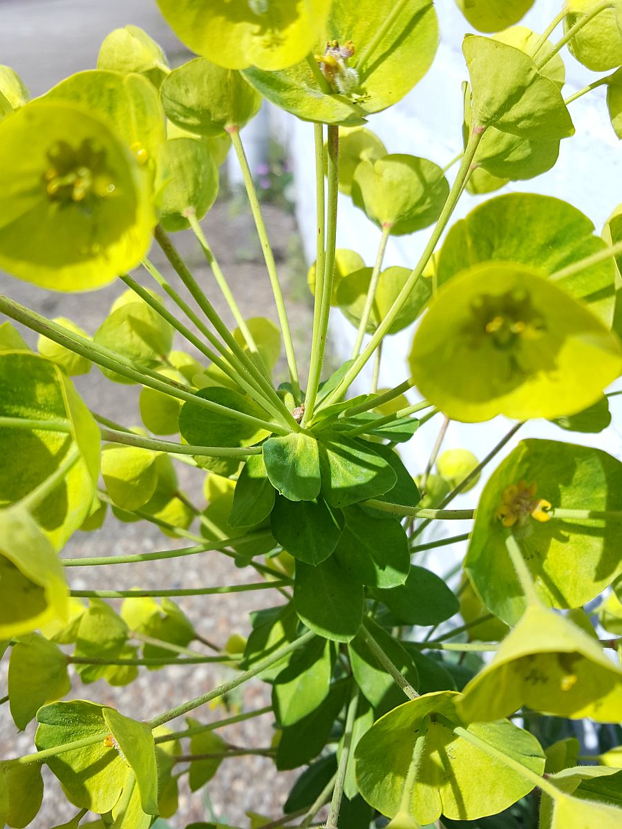 Euphorbia characias (door Hanneke Waller)