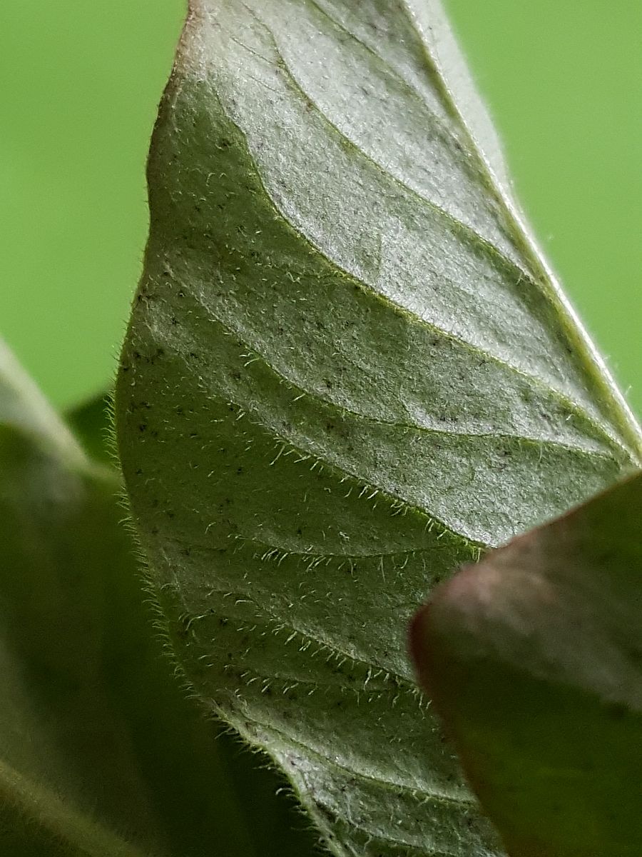 Lysimachia punctata (door Hanneke Waller)