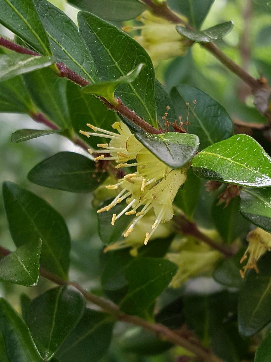 Lonicera pileata (door Hanneke Waller)