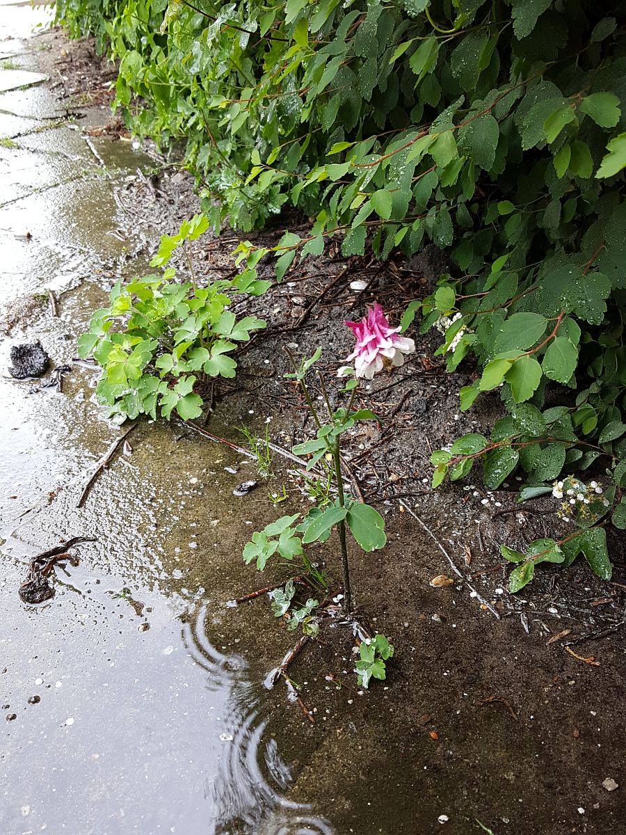 Aquilegia vulgaris cv. (door Hanneke Waller)