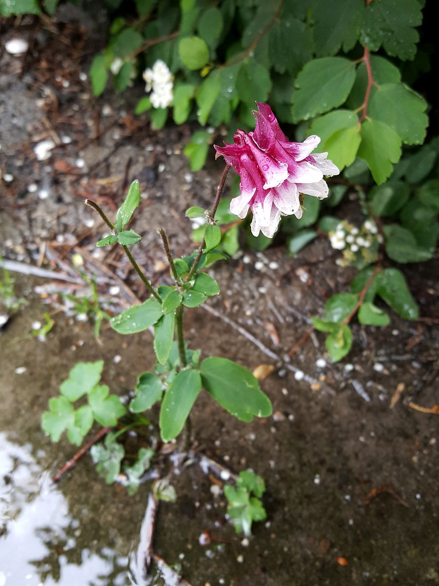 Aquilegia vulgaris cv. (door Hanneke Waller)