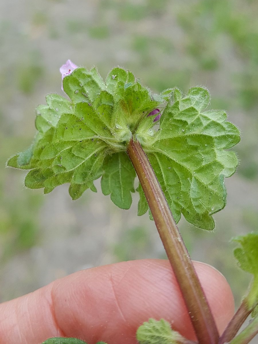 Lamium confertum (door Hanneke Waller)