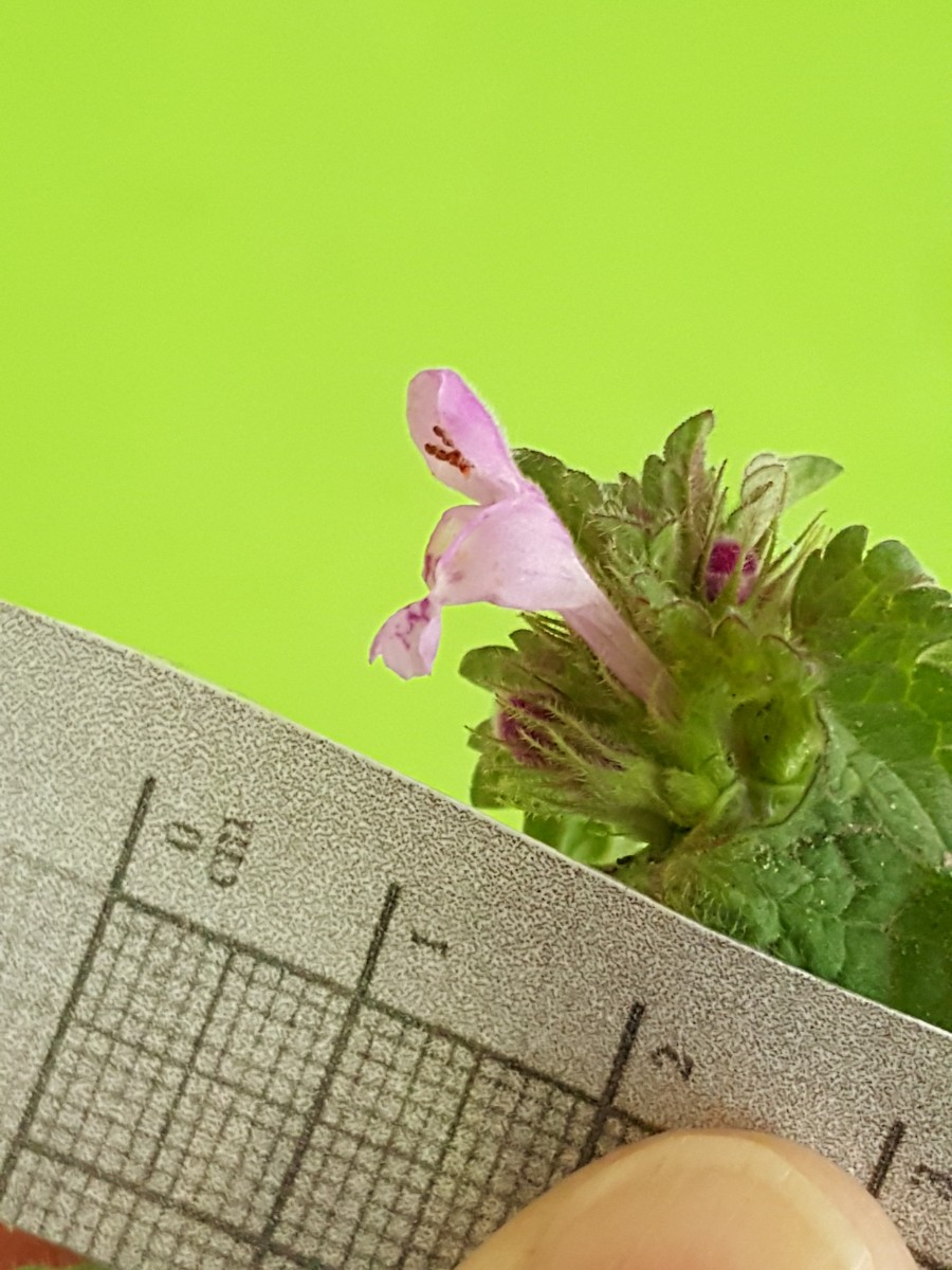 Lamium confertum (door Hanneke Waller)