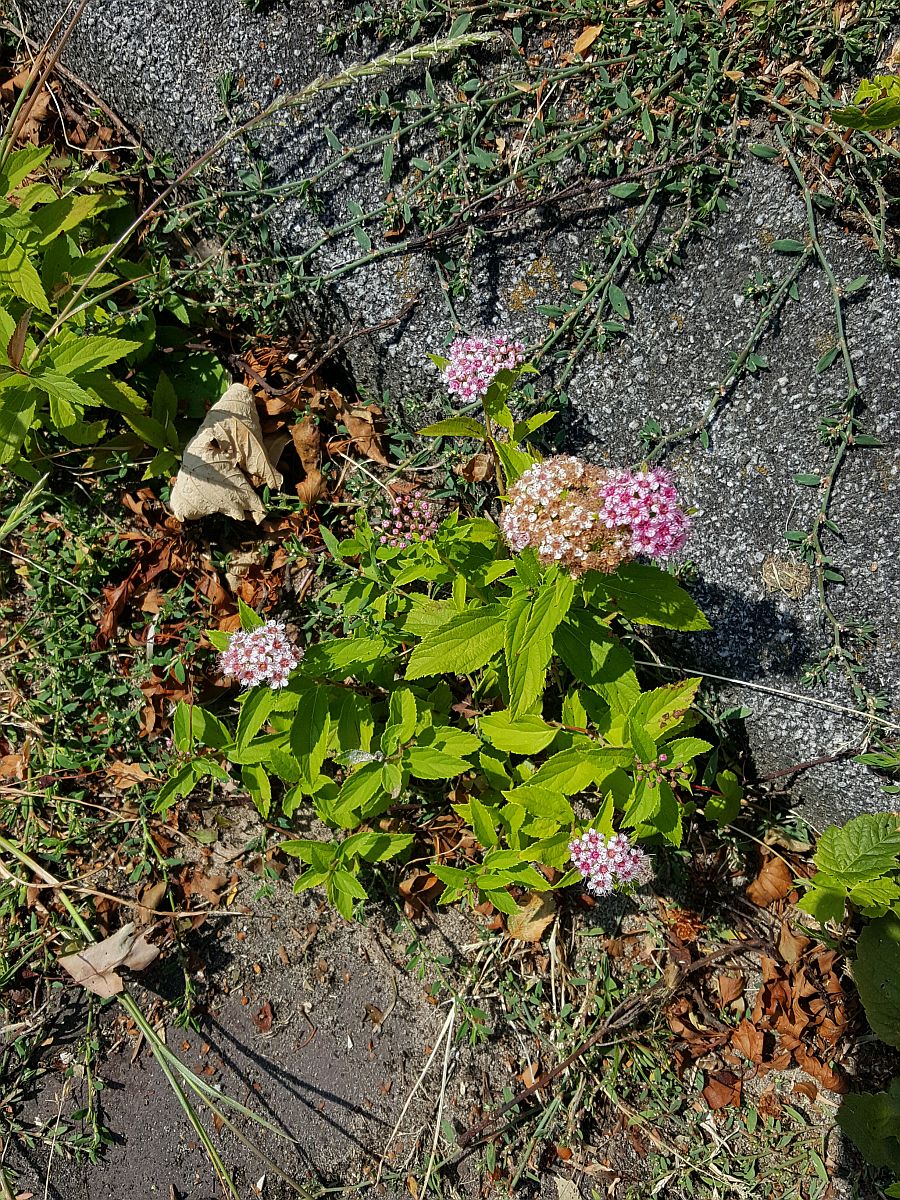 Spiraea japonica (door Hanneke Waller)