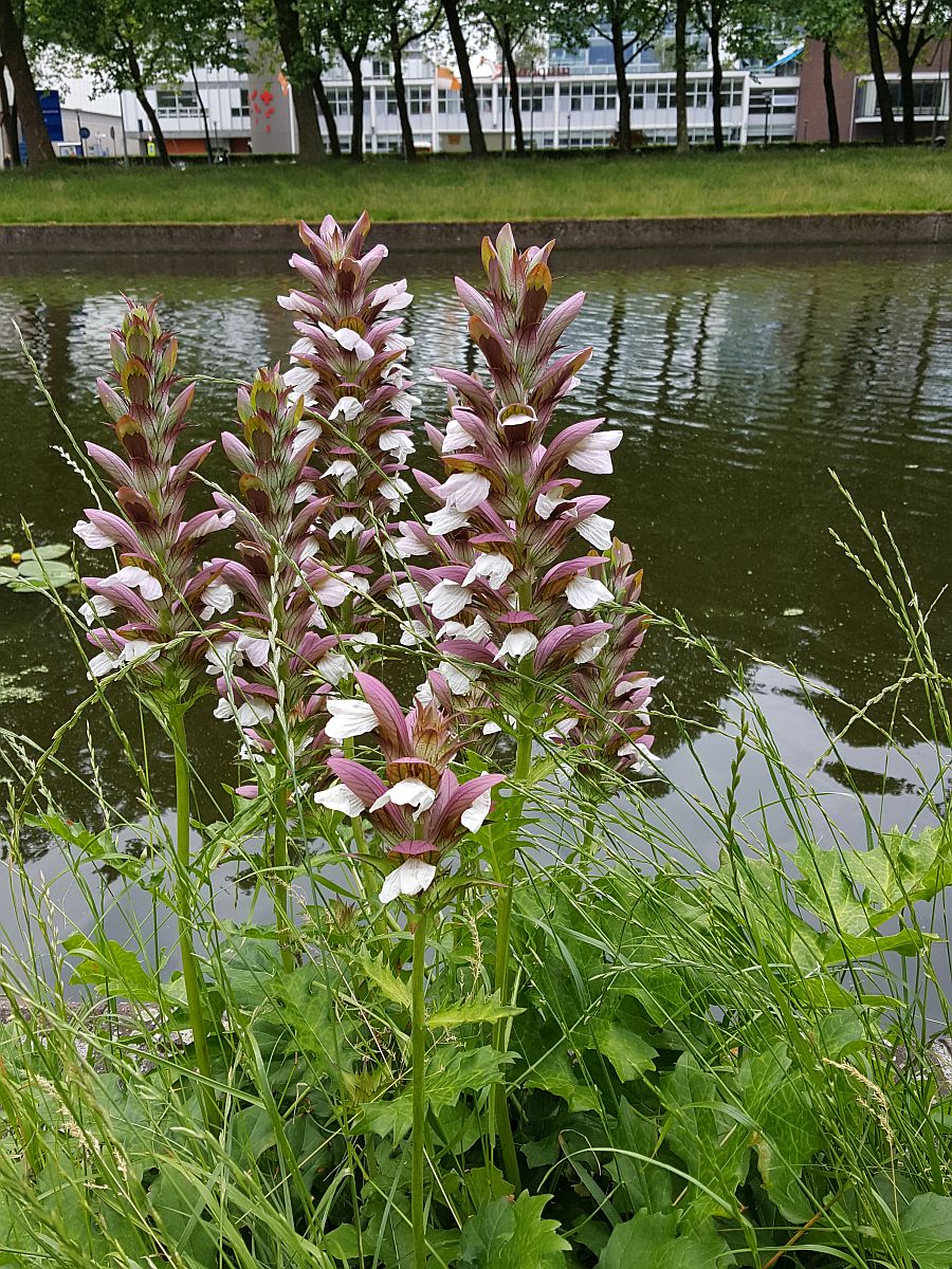 Acanthus mollis (door Hanneke Waller)