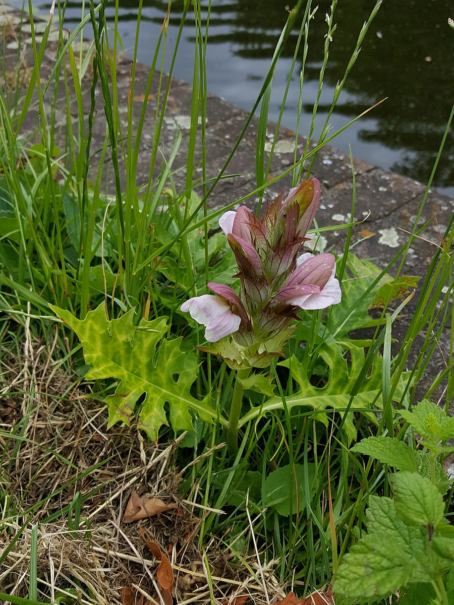 Acanthus mollis (door Hanneke Waller)