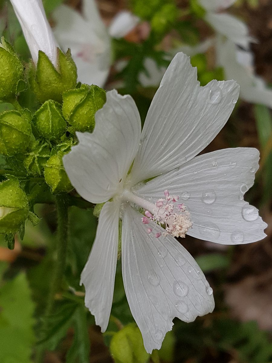 Malva moschata (door Hanneke Waller)