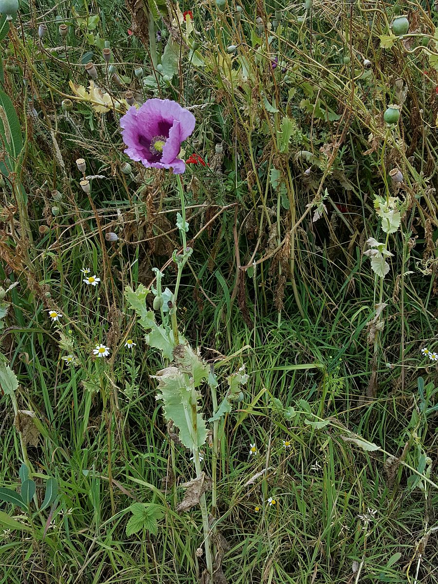 Papaver somniferum (door Hanneke Waller)