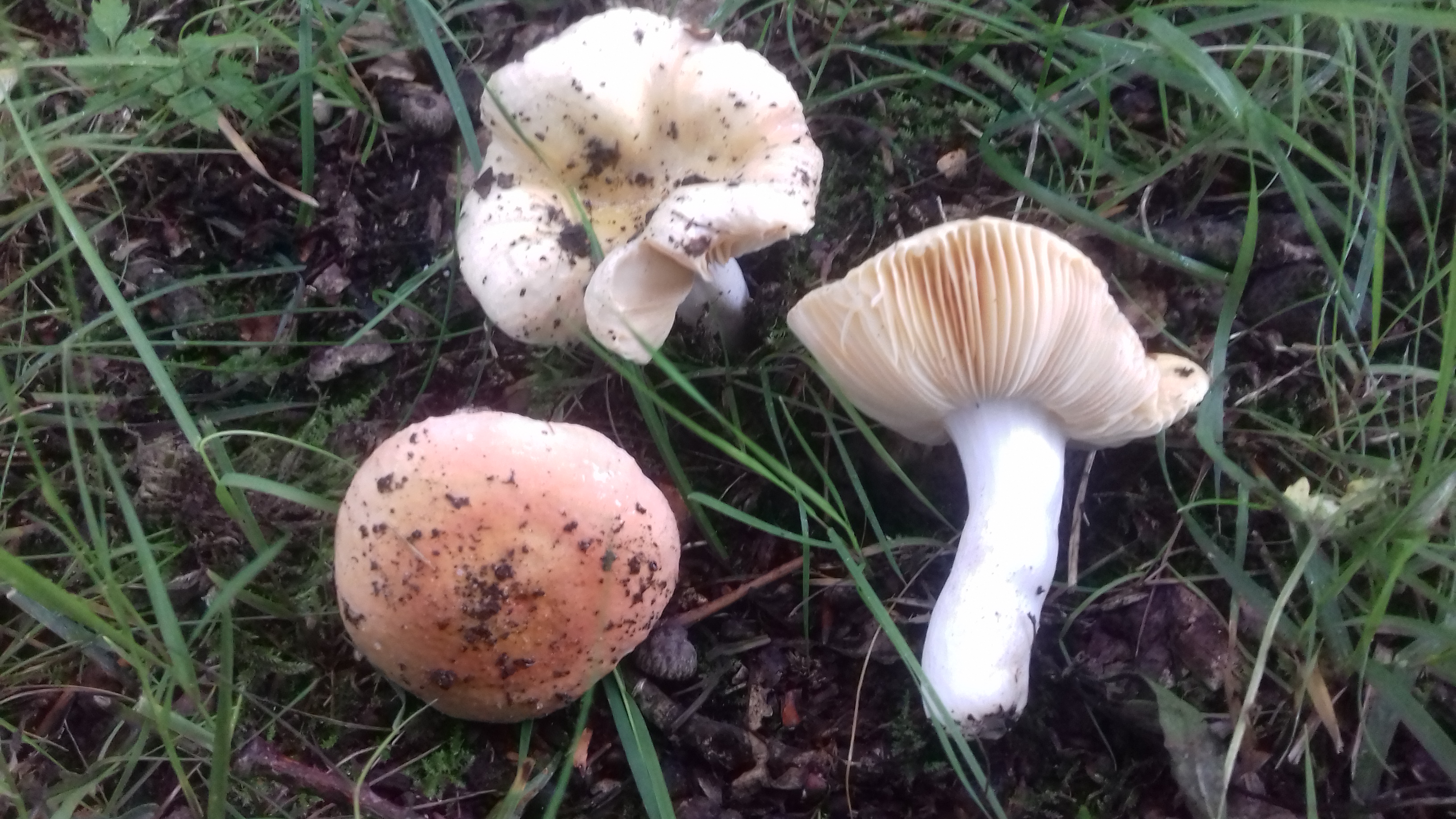 Russula risigallina (door Aldert Gutter)