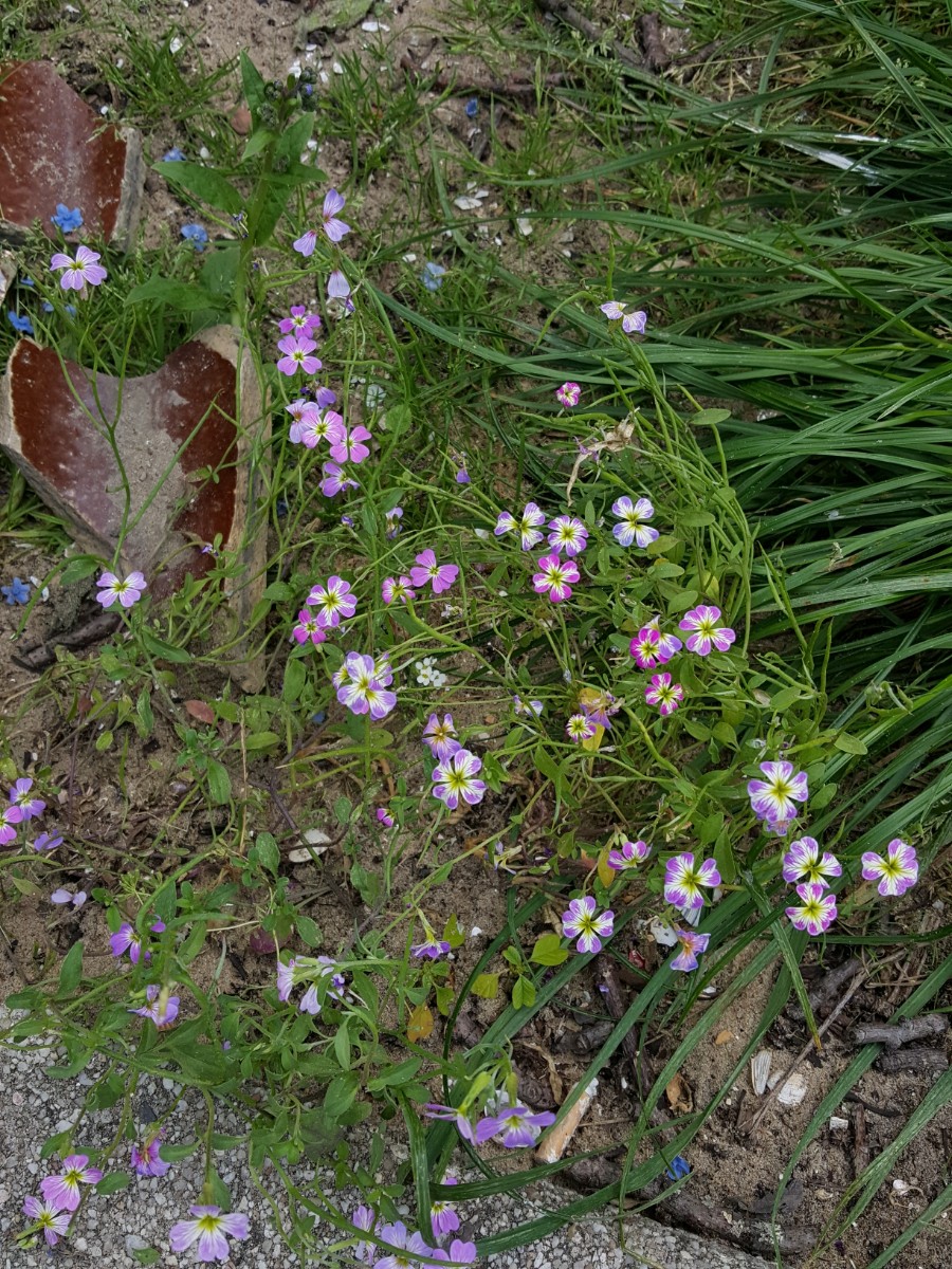 Malcolmia flexuosa (door Hanneke Waller)