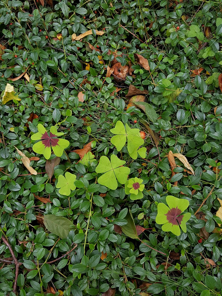 Oxalis tetraphylla (door Hanneke Waller)