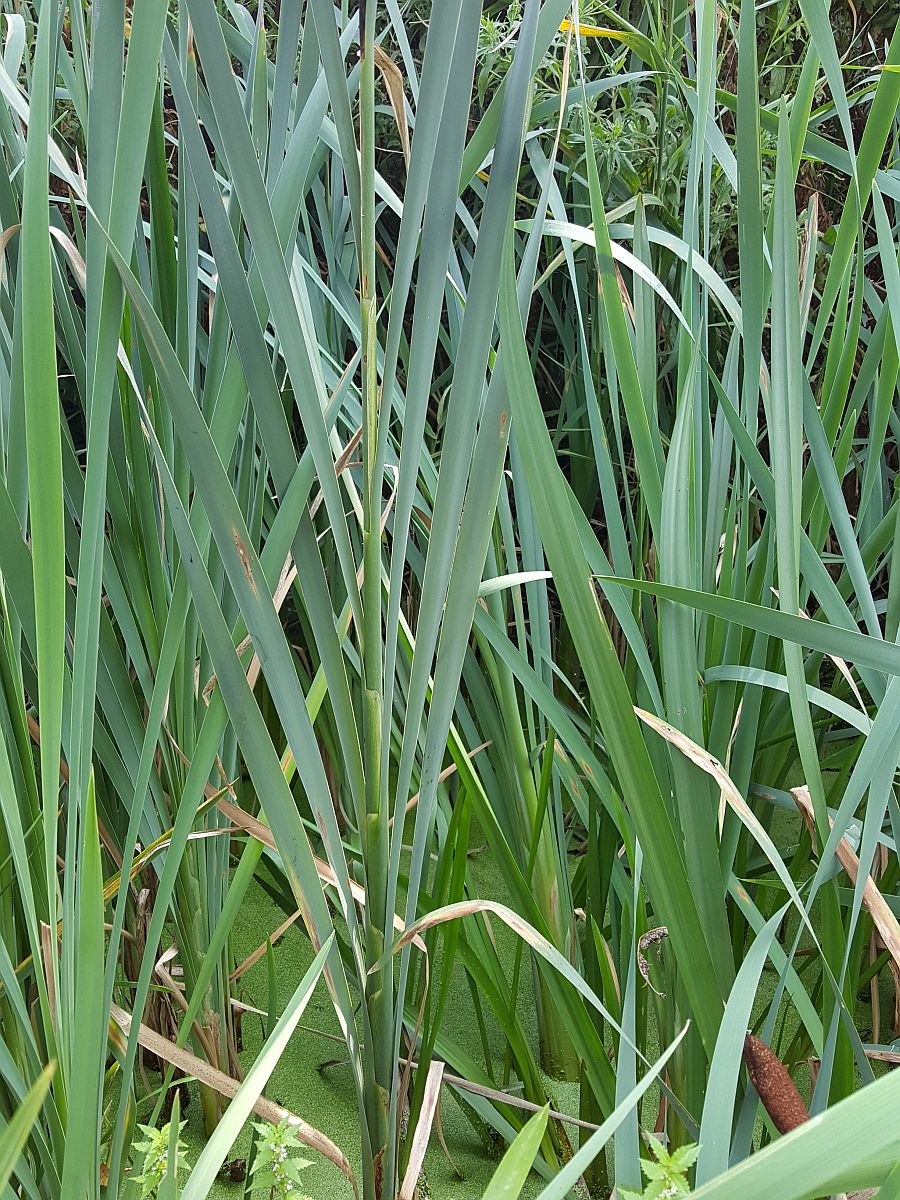 Typha x glauca (door Hanneke Waller)