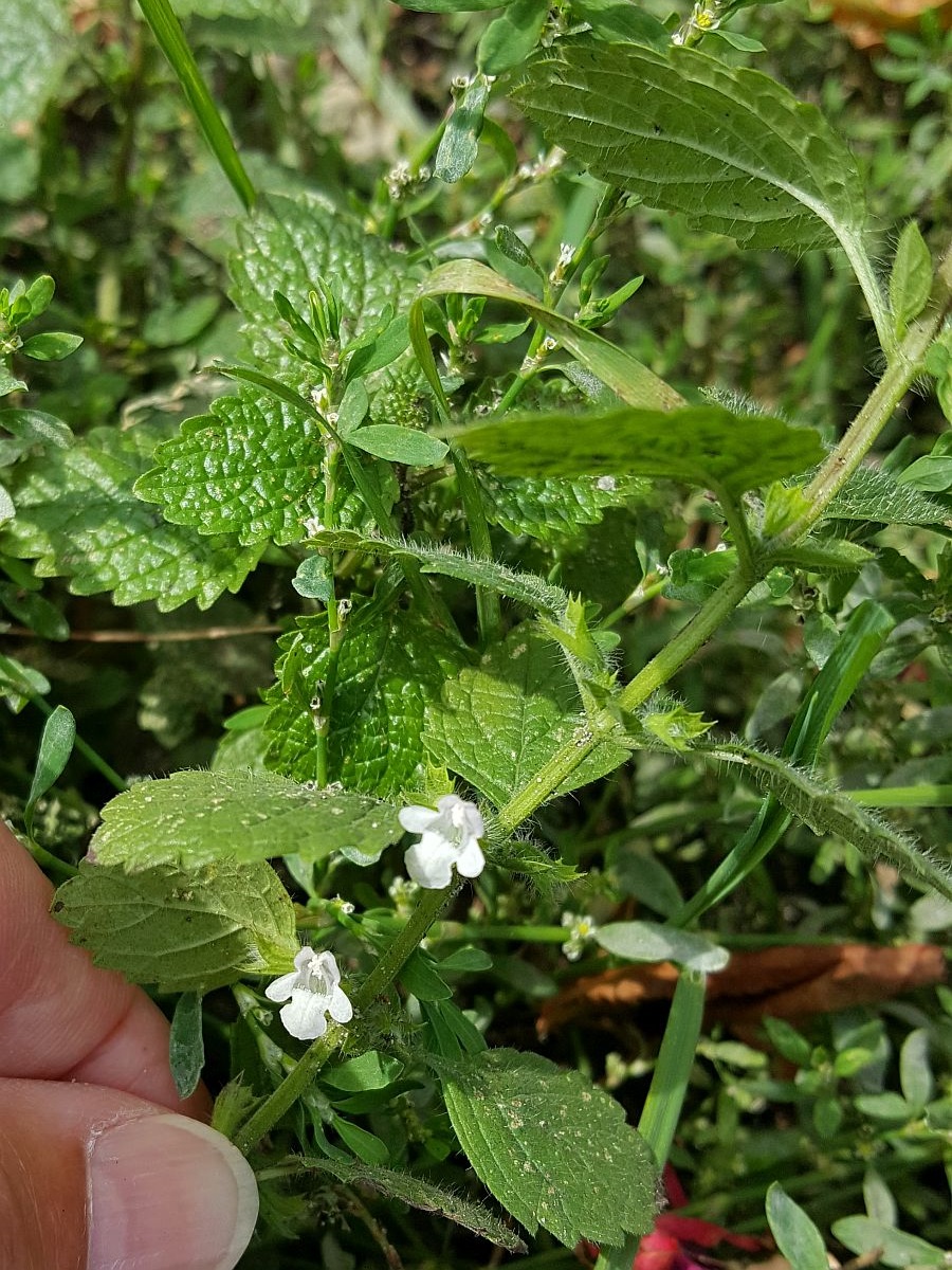 Melissa officinalis (door Hanneke Waller)