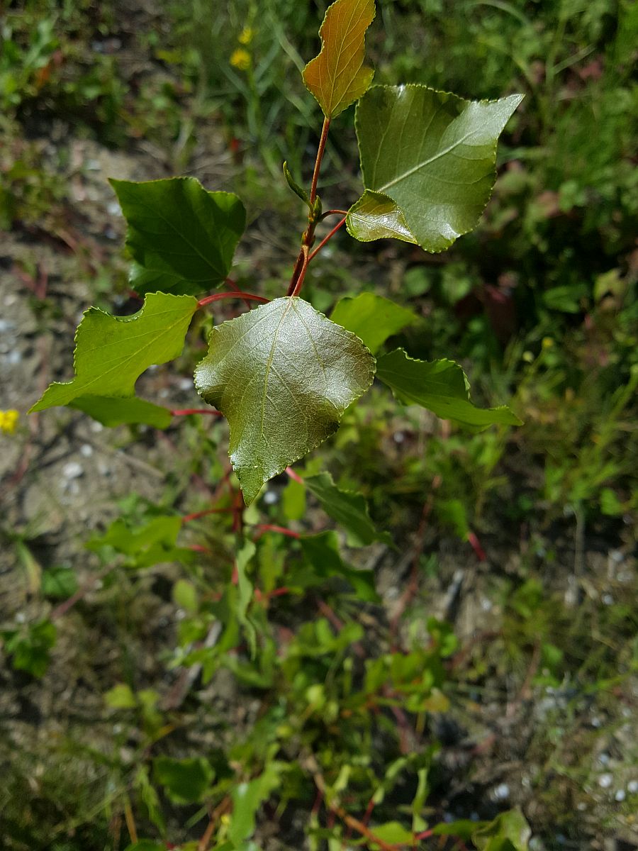 Populus x canadensis (door Hanneke Waller)