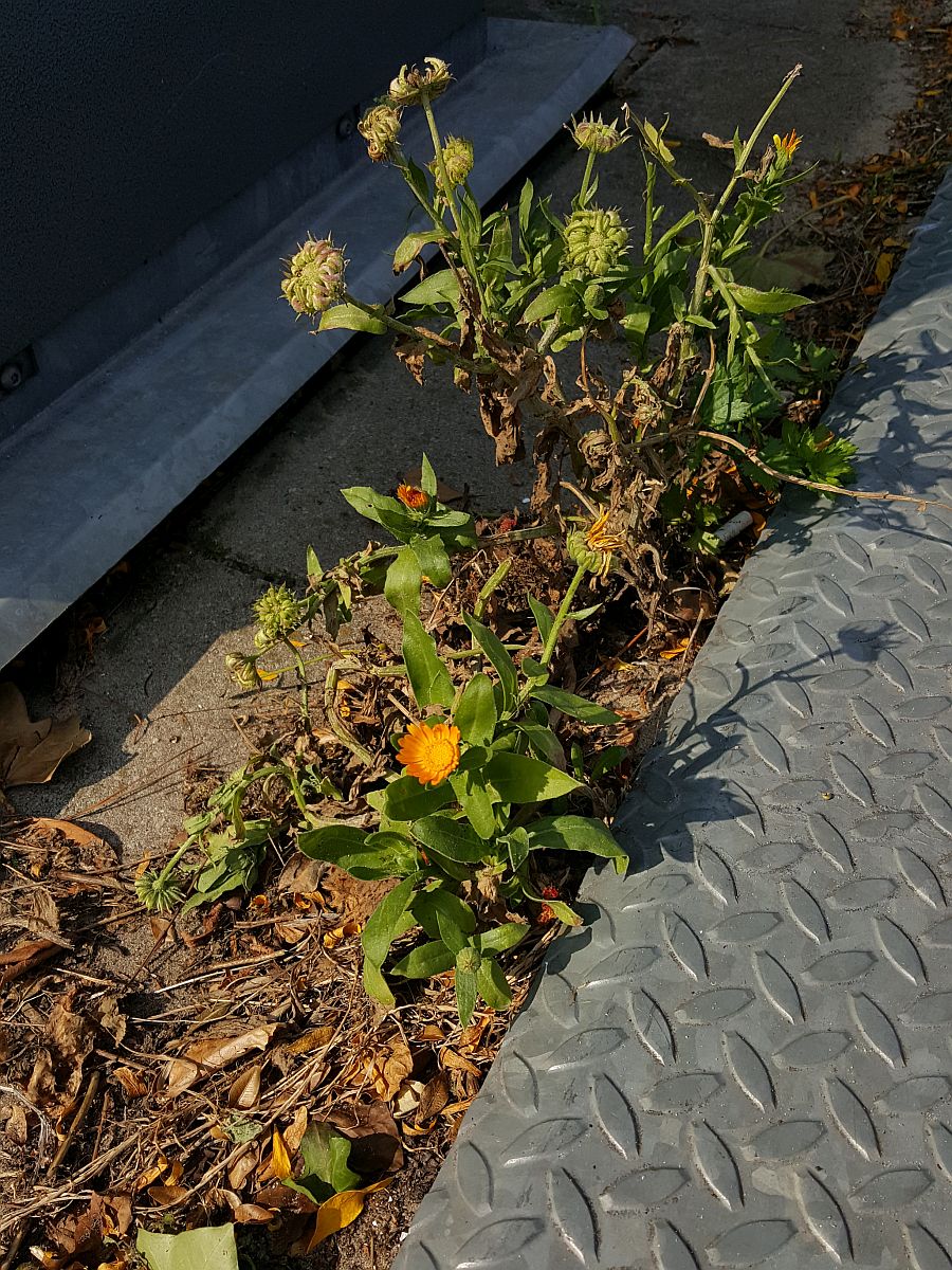 Calendula officinalis (door Hanneke Waller)