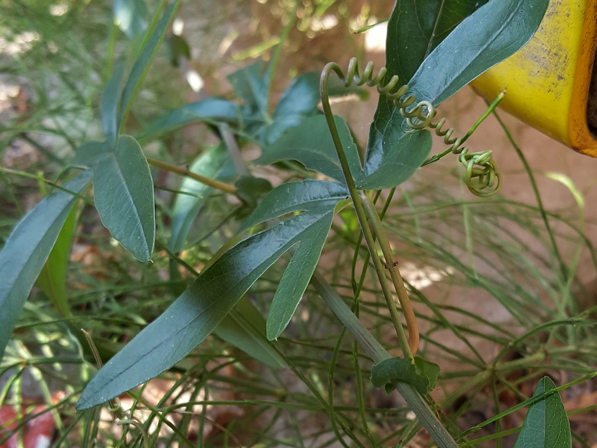 Passiflora caerulea (door Hanneke Waller)