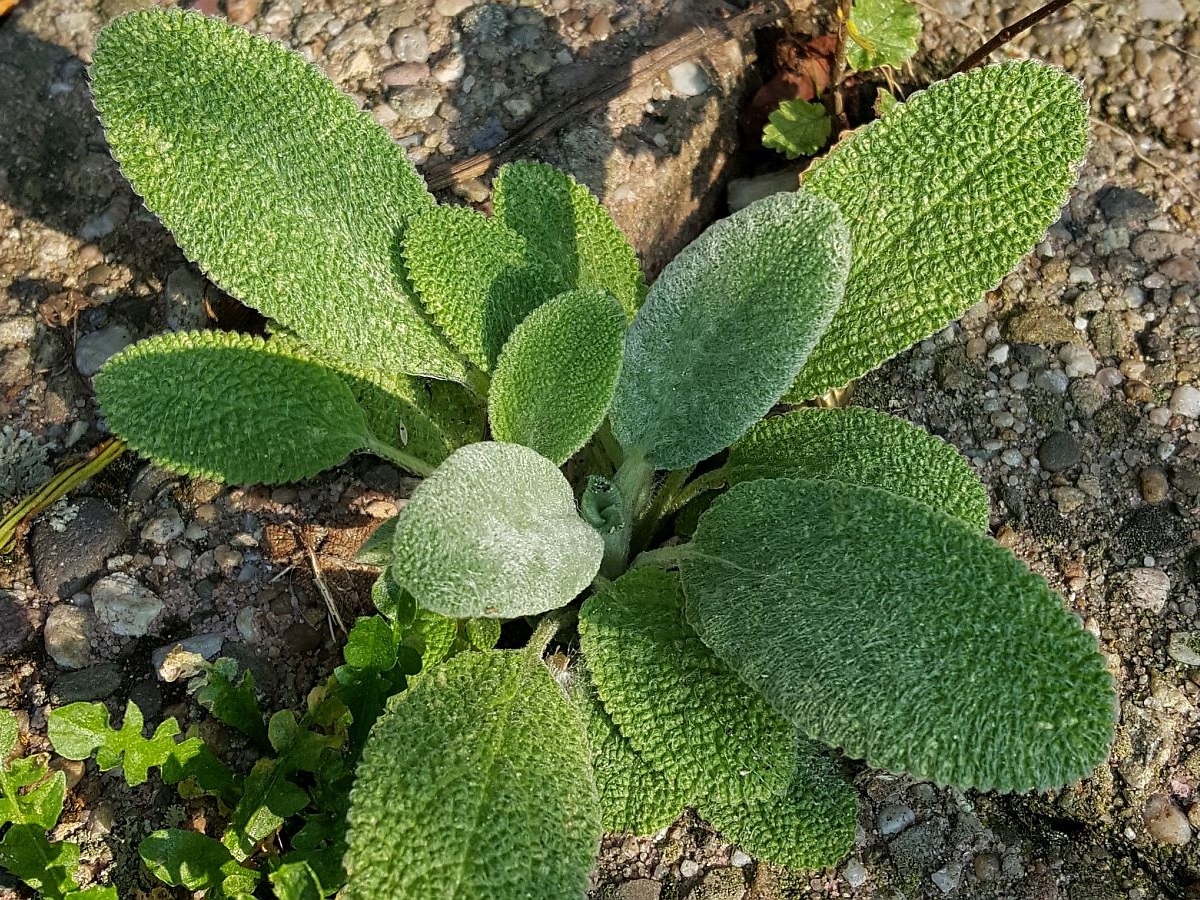 Stachys byzantina (door Hanneke Waller)