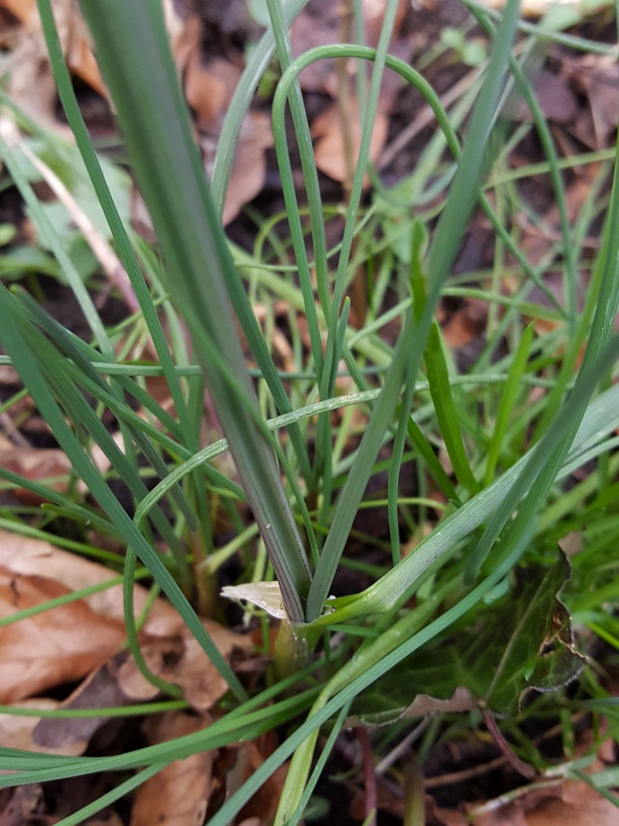 Allium vineale (door Hanneke Waller)