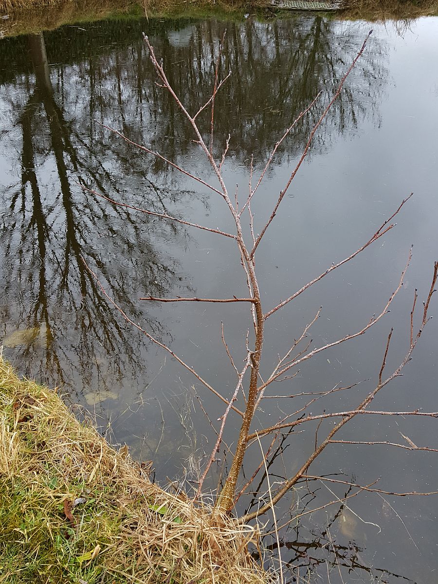 Alnus glutinosa (door Hanneke Waller)