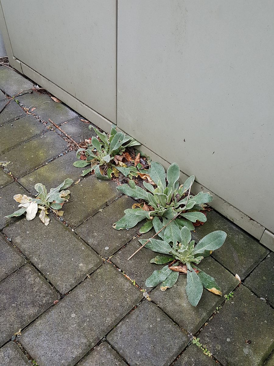 Silene coronaria (door Hanneke Waller)