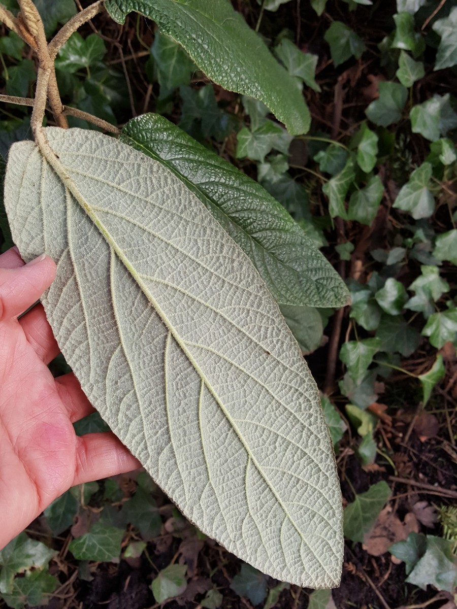 Viburnum rhytidophyllum (door Hanneke Waller)