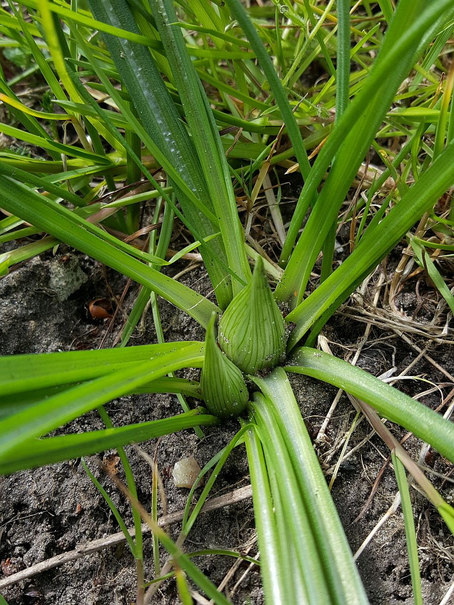 Ornithogalum umbellatum (door Hanneke Waller)