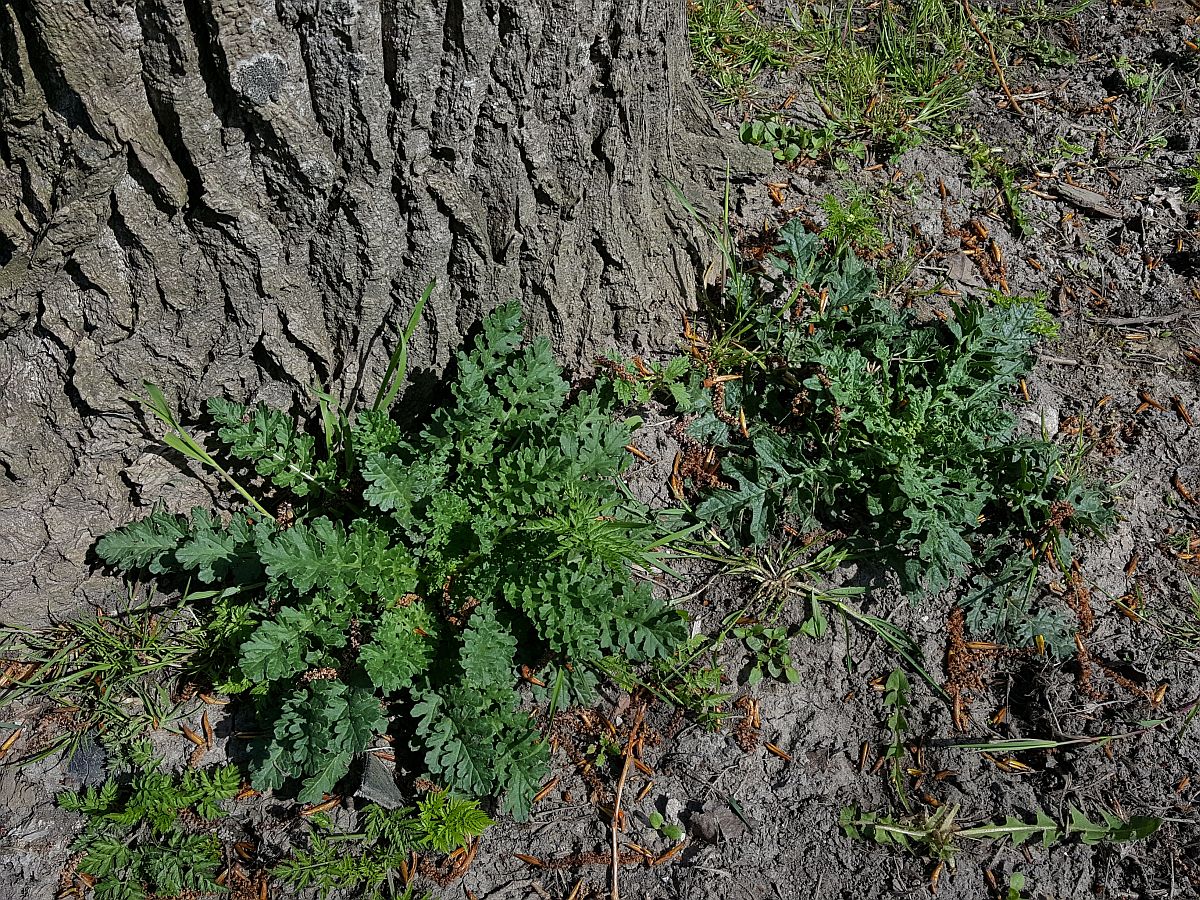 Jacobaea vulgaris (door Hanneke Waller)