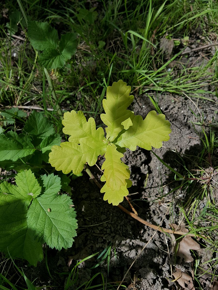 Quercus robur (door Hanneke Waller)