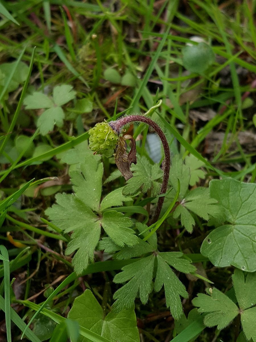 Anemone blanda (door Hanneke Waller)