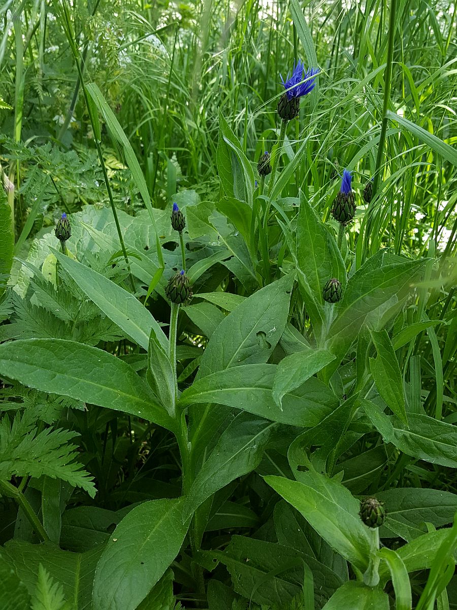 Centaurea montana (door Hanneke Waller)