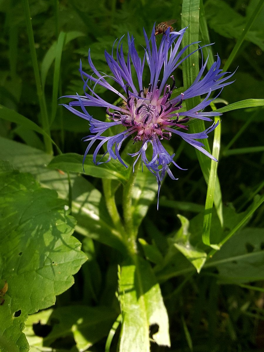 Centaurea montana (door Hanneke Waller)