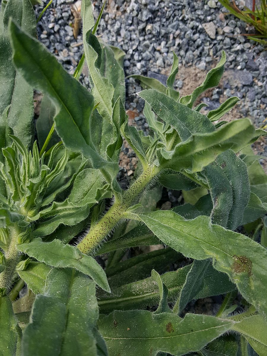 Echium vulgare (door Hanneke Waller)