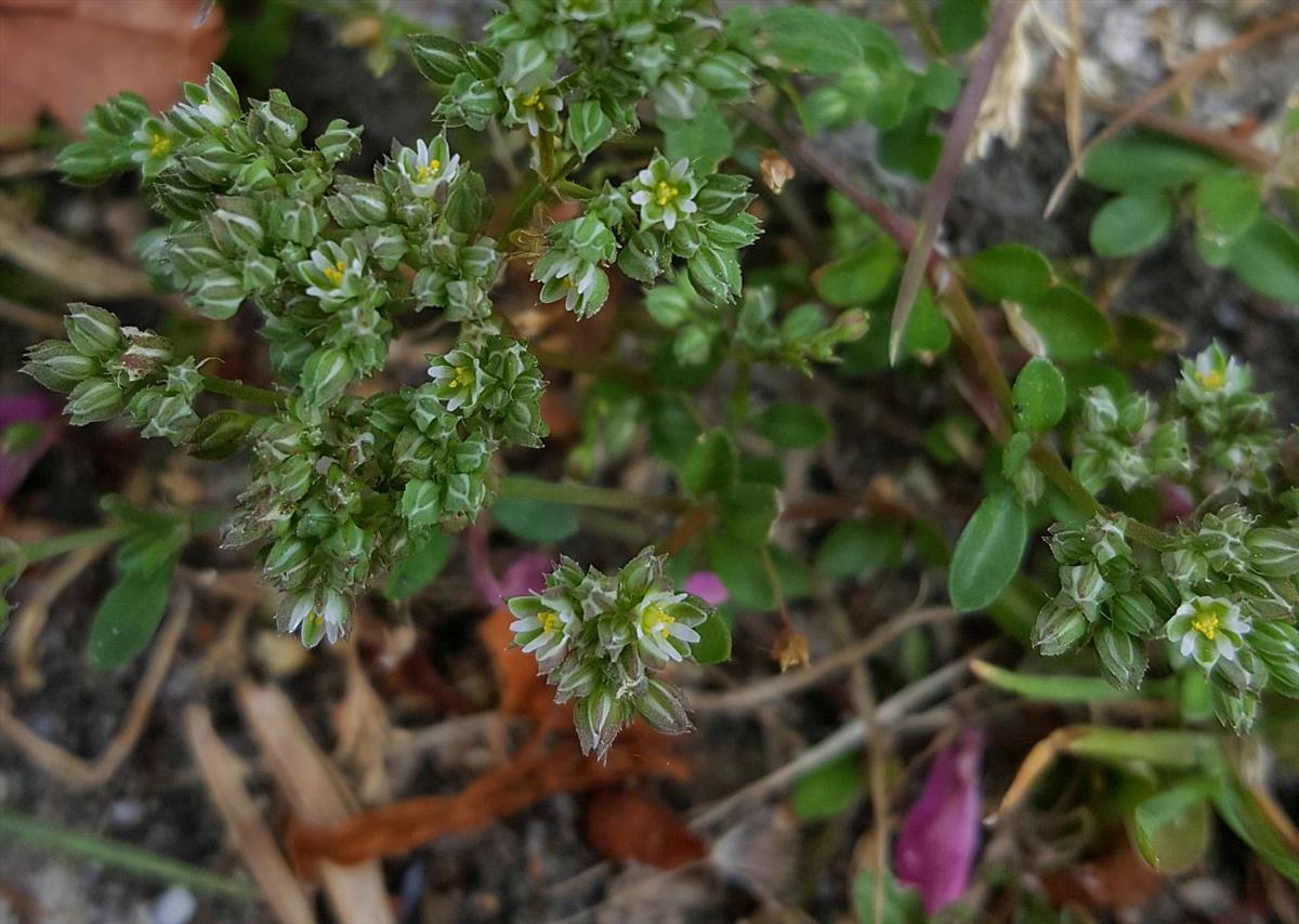 Polycarpon tetraphyllum (door Hanneke Waller)