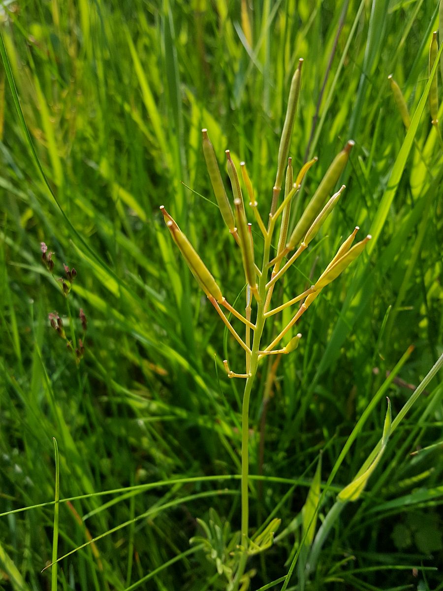 Cardamine pratensis (door Hanneke Waller)