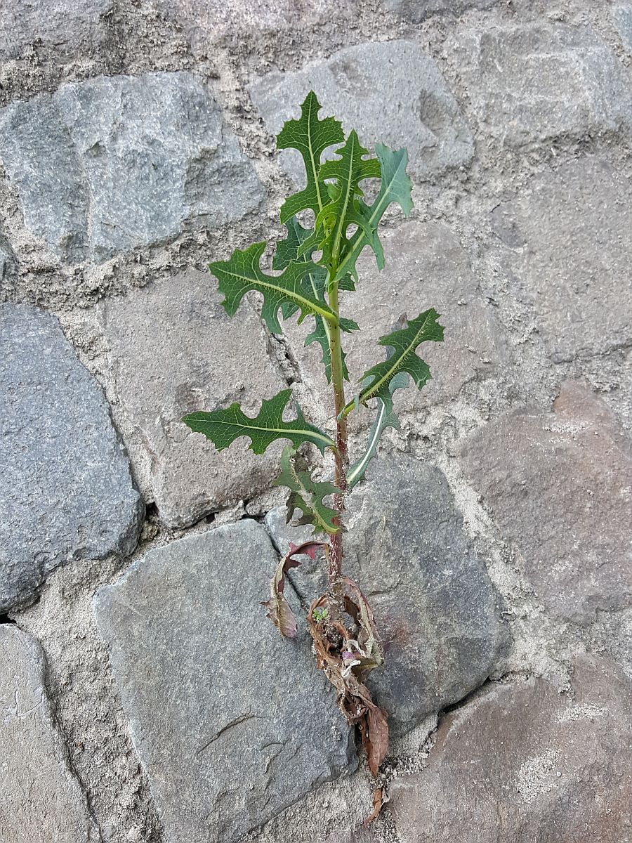 Lactuca serriola f. serriola (door Hanneke Waller)