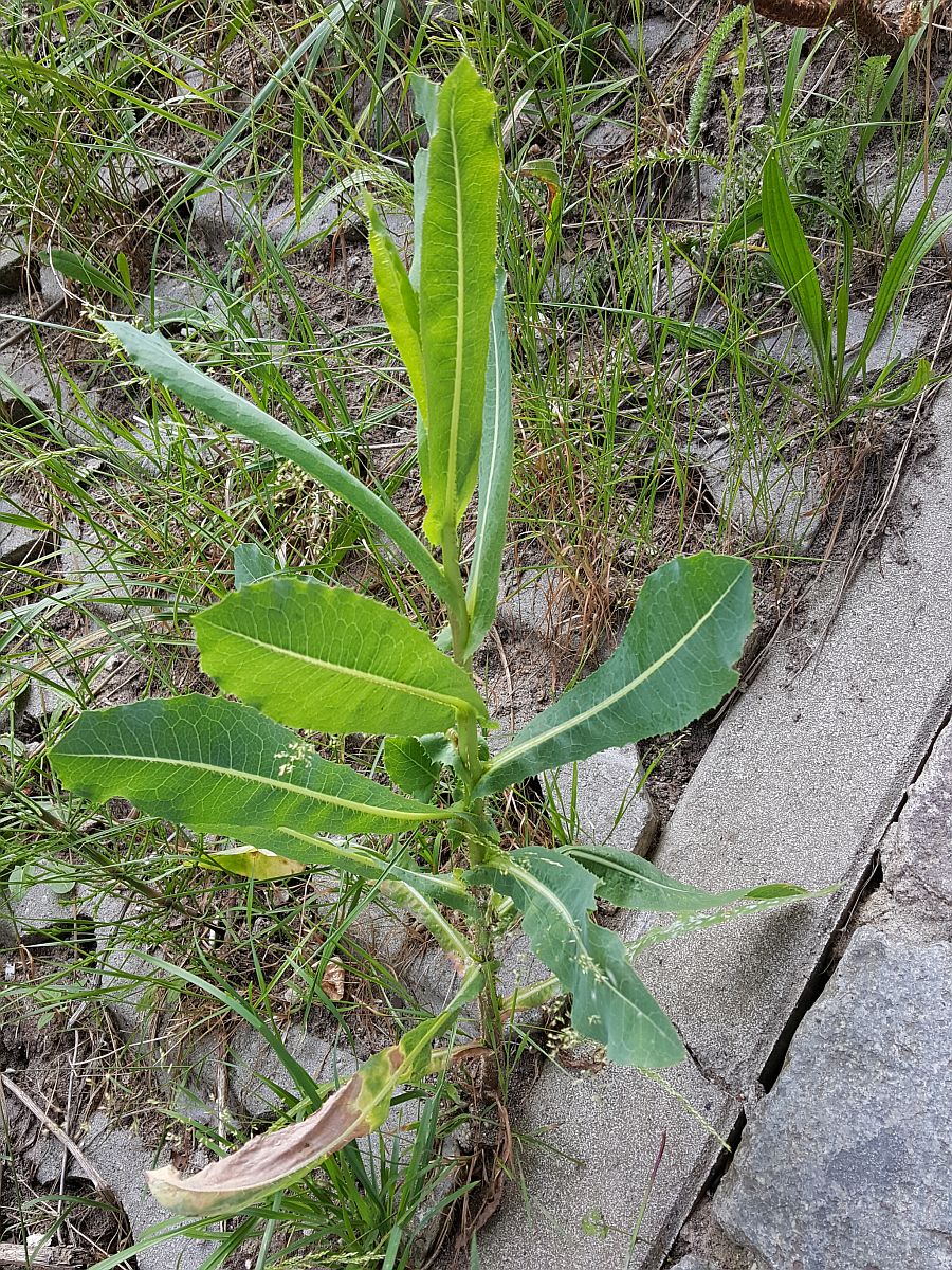 Lactuca serriola f. integrifolia (door Hanneke Waller)