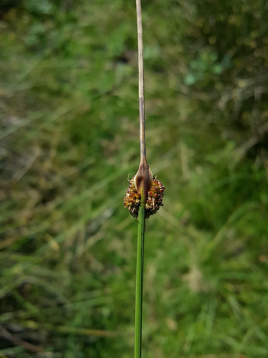 Juncus conglomeratus (door Hanneke Waller)