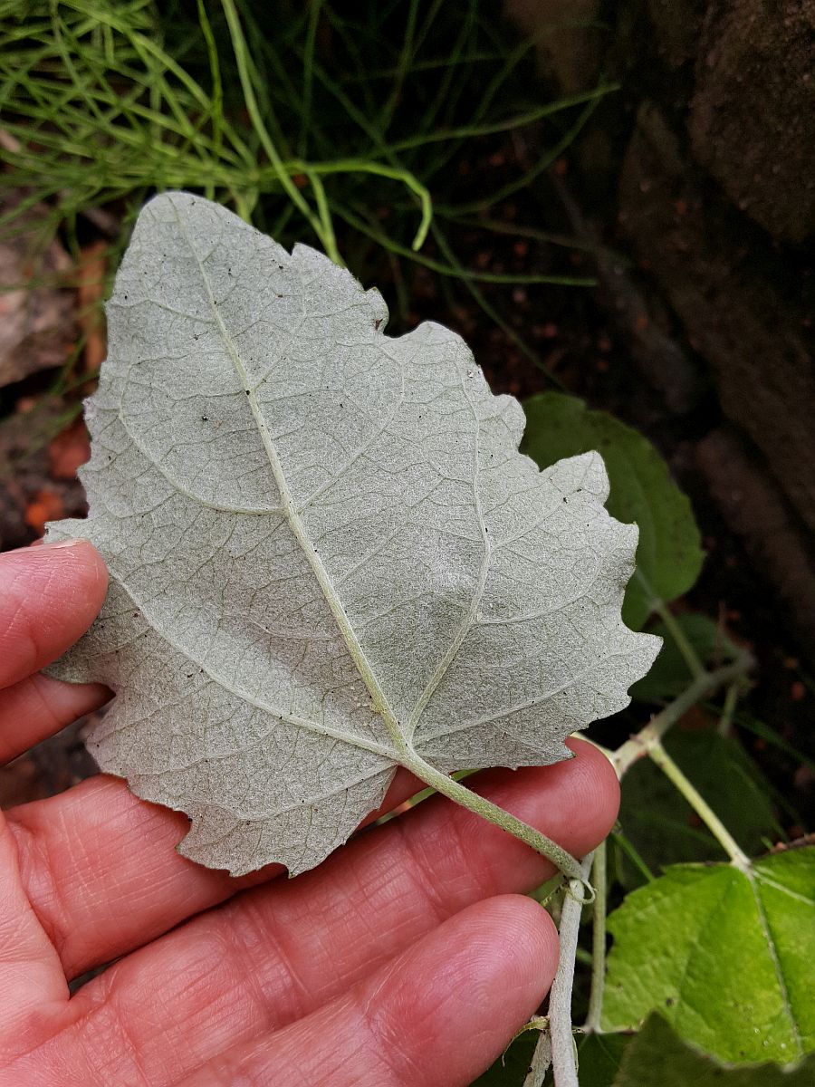 Populus x canescens (door Hanneke Waller)