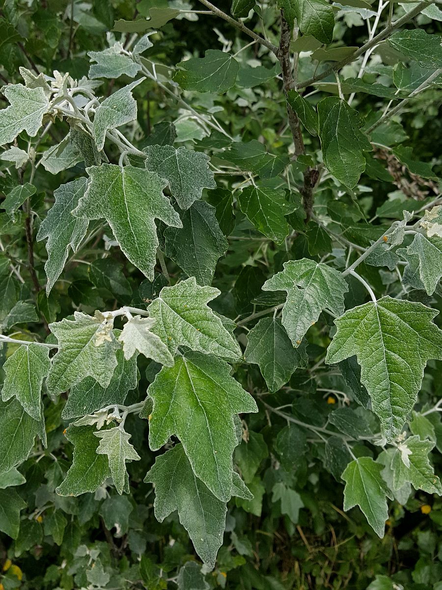 Populus alba (door Hanneke Waller)