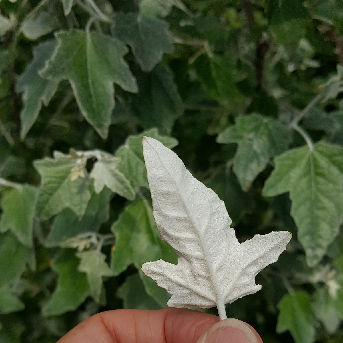 Populus alba (door Hanneke Waller)